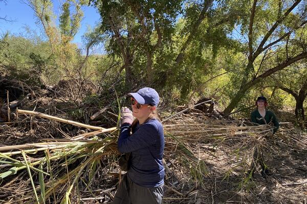 arundo removal group