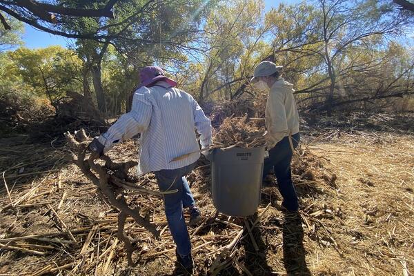 pair of volunteers carrying bucket of arundo roots