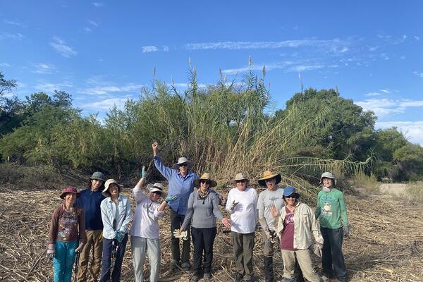 arundo removal group