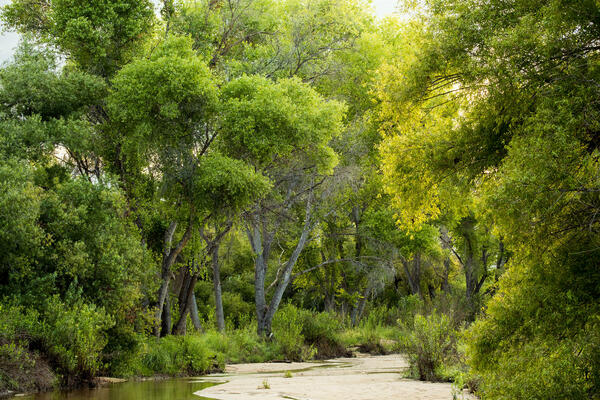 Photo of Cottonwood and Willow trees in the Tanque Verde