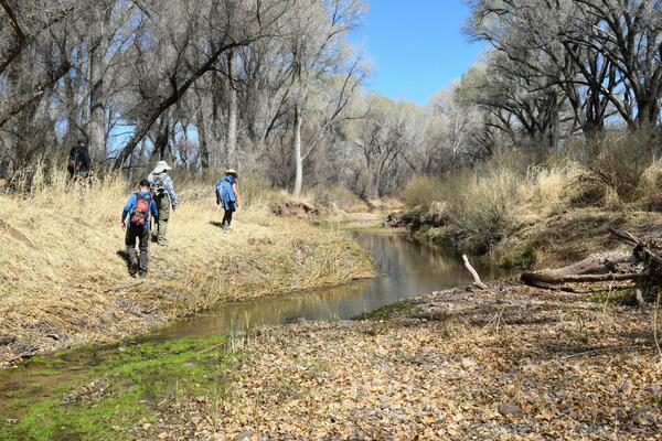 Community science volunteers looking for sign of beaver activity along the San Pedro River