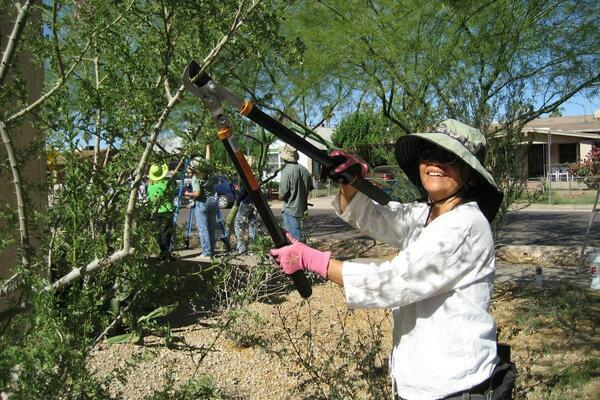 Image of person pruning a tree