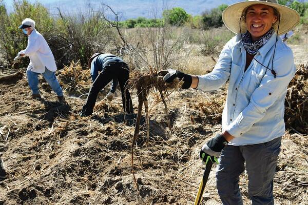 arundo group