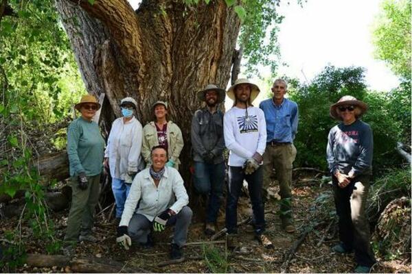 arundo removal group