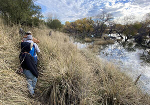 Mexico beaver survey along the San Pedro River