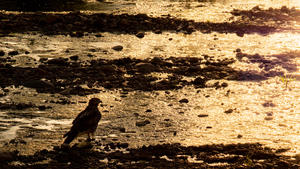 A Cooper's Hawk wades in the water. Photo by Julius Schlosburg