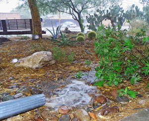 Rain provides a free and abundant source of landscape water.