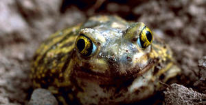 Couch's Spadefoot, by Gary M. Stolz, U.S. Fish and Wildlife Service.