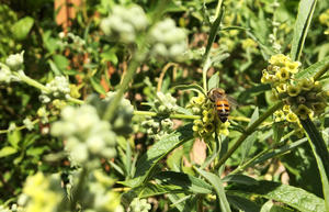 WMG Urban Pollinator