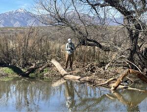 Community science volunteer monitor recording recent beaver chew sign