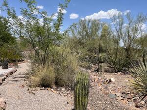 Natural Desert Landscape