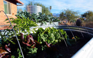 David Stevenson's winter veggies, watered by the rain.