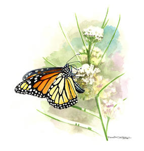 Monarch butterfly on milkweed. Artwork by Dennis Caldwell.