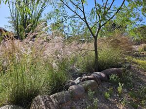 grasses in a basin