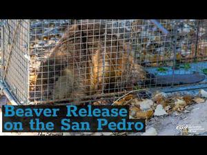 Embedded thumbnail for Beaver Release on the San Pedro