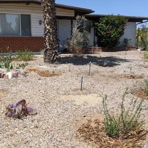Front yard decorated with multiple basins, along with native vegetation such as the saguaros and prickly pear cacti. Photo provided by Chris G.