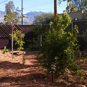 Sonoran food forests support a diversity of produce, including chilies, tomatoes, and figs.