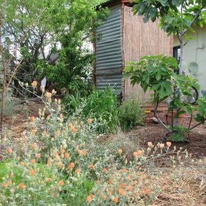With greywater irrigation you can grow anything from figs, to peaches, to pomegranates in your own backyard.