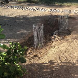 A fresh rain basin fortified with chicken wire which protects native vegetation from pests and predators! Photo provided by Jennifer K.