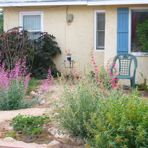 Rain gardens are a great first step in your landscape transformation.