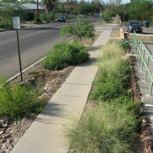 Pollinator plants and native grasses create lush right of way gardens.