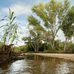 flow with arundo shoots