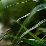 arundo leaves with water droplets