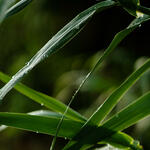 tall arundo leaves with water droplets