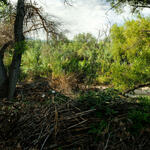 arundo on the banks of the creek