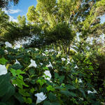 datura flowers and cottonwood trees