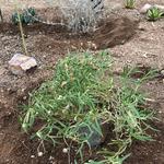 "I created a rain garden in my backyard for native (mostly) plants." - Jan S.