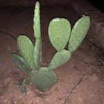 Mike C. rescued this pretty prickly pear from an alley for his rain garden!
