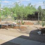 Rain gardens can supply all the water needed to grow healthy native trees to shade your yard.