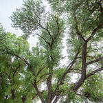 Isabella Lee has gorgeous cottonwood trees, that become endangered as the water table drops. 