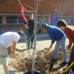 Students plant a tree at Rincon/University High School