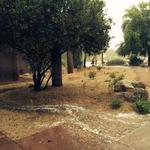 Glendale Rain Garden outside the Glendale Main Library during an Aug. 12 storm