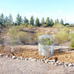 Pomegranate and apple trees with javelina protection cages.