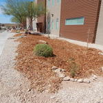 Basis Tucson North water harvesting project - mulch