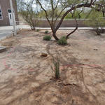Esperero Canyon Middle School water harvesting project