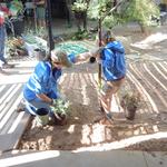 Hermosa Montessori School water harvesting project - child volunteer digging plant well