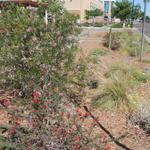 Beautiful desert blooms (photo credit City of Mesa)