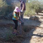 Valencia Middle School water harvesting earthworks - child raking mulch