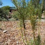 Valencia Middle School water harvesting earthworks - pine needle milkweed
