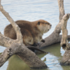a photo of a beaver on a branch in the water