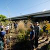 rillito arundo removal group