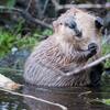 a photo of a real life beaver seemingly dancing in a river