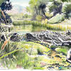 Watercolor of beaver at Ciénega Creek.