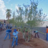 Volunteers work to green the street at Primera Iglesia near downtown Phoenix in 2012.