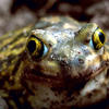 Couch's Spadefoot, by Gary M. Stolz, U.S. Fish and Wildlife Service.