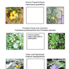 Monsoon Weeding Guide
